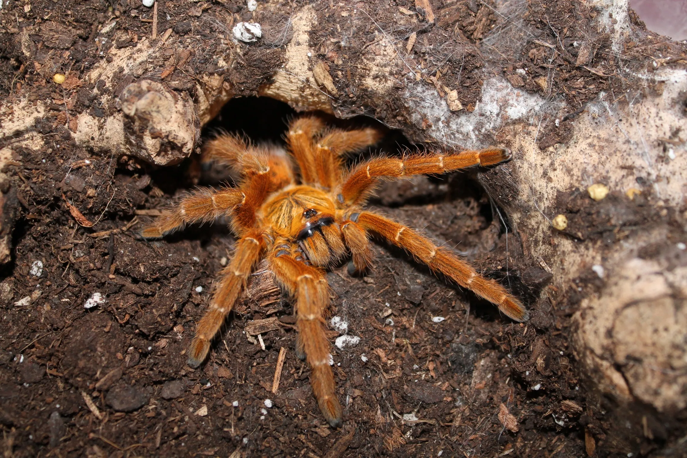 20461 male tarantula