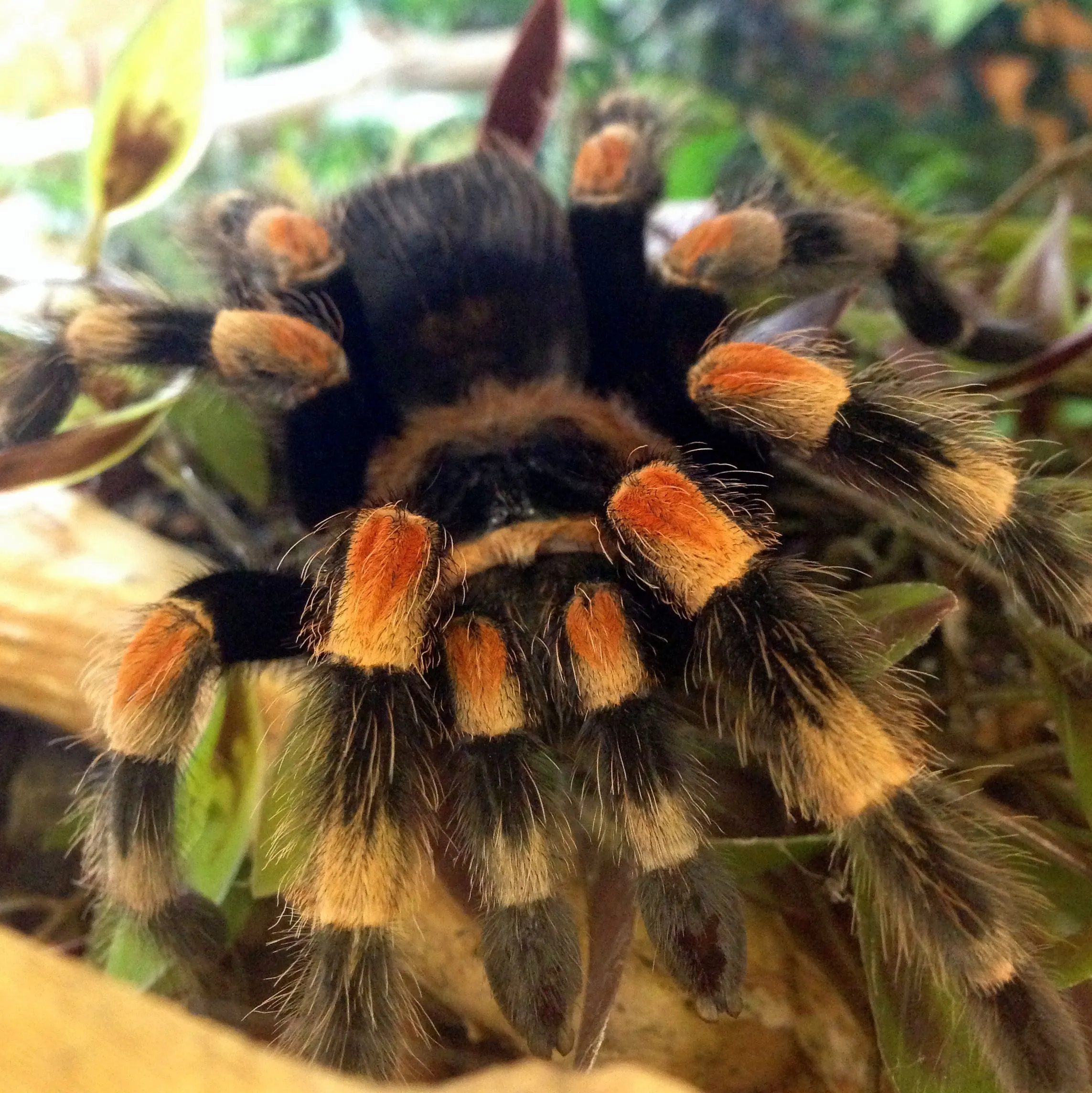 20467 male red knee tarantula