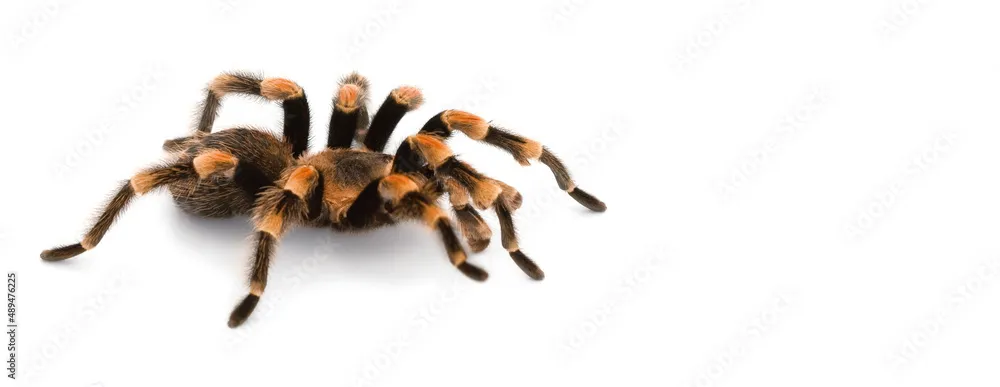 20467 red knee tarantula spermatheca
