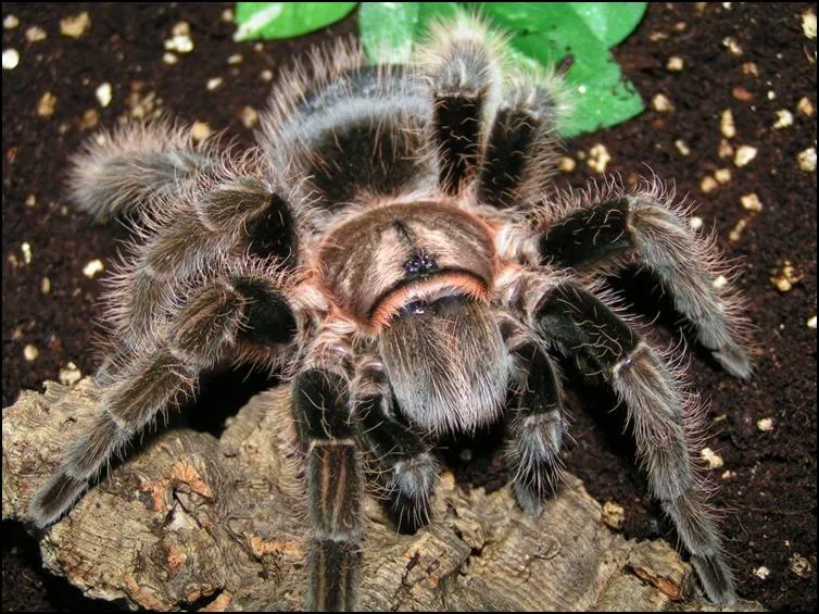 20468 curly hair tarantula molting