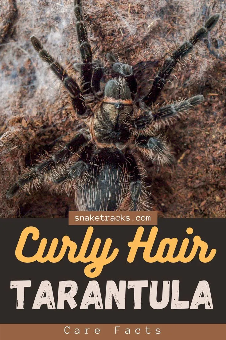 20468 curly hair tarantula overview