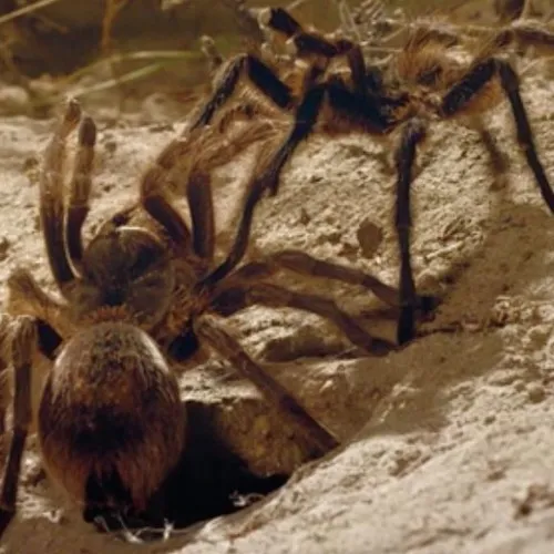 20469 tarantula glide