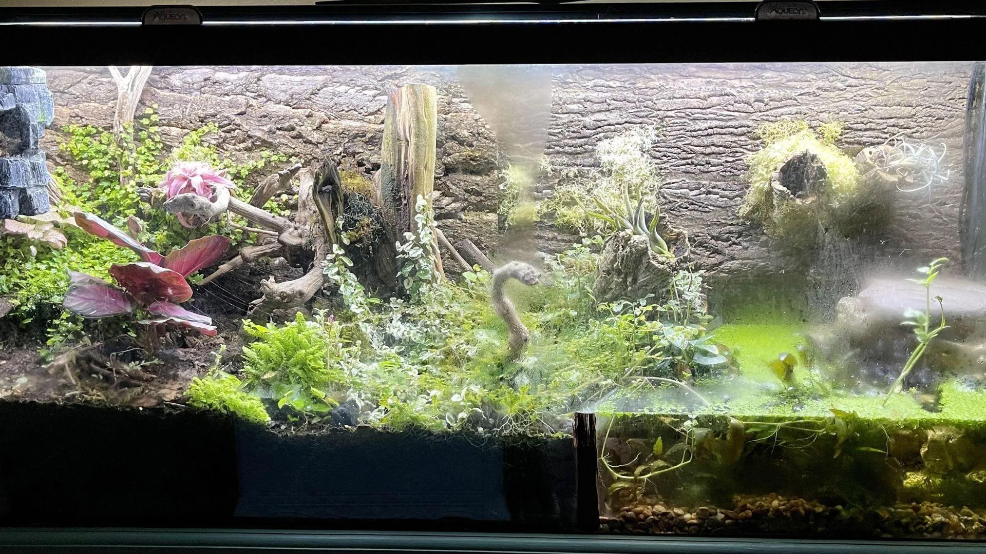 20471 tarantula habitat