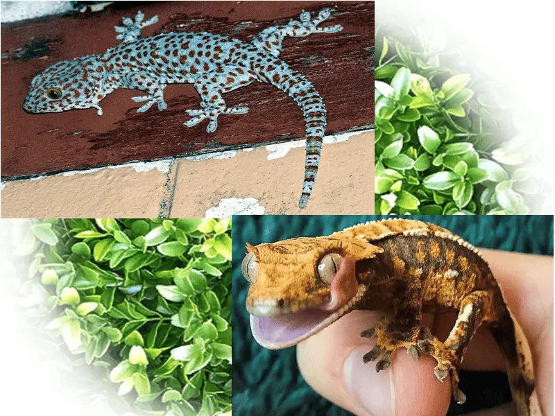 20471 tokay gecko appearance