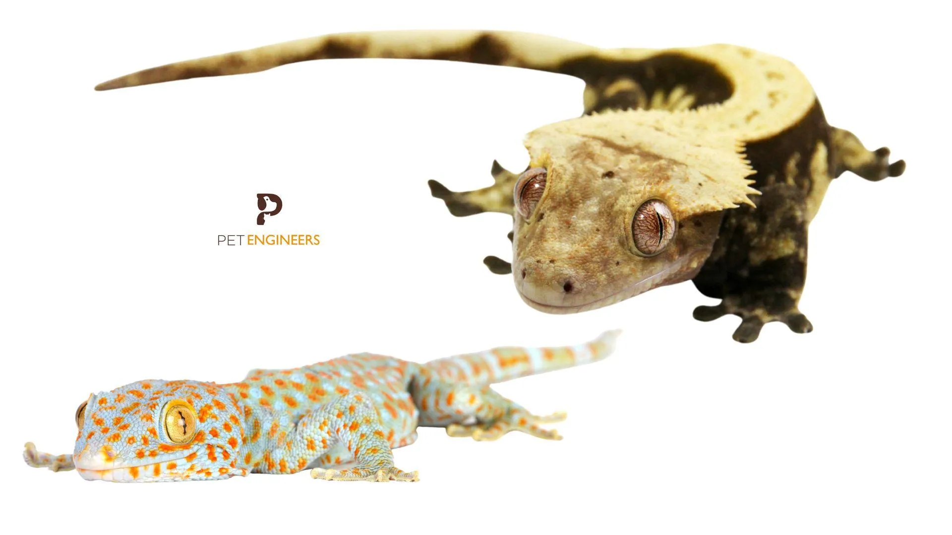 20471 tokay gecko diet