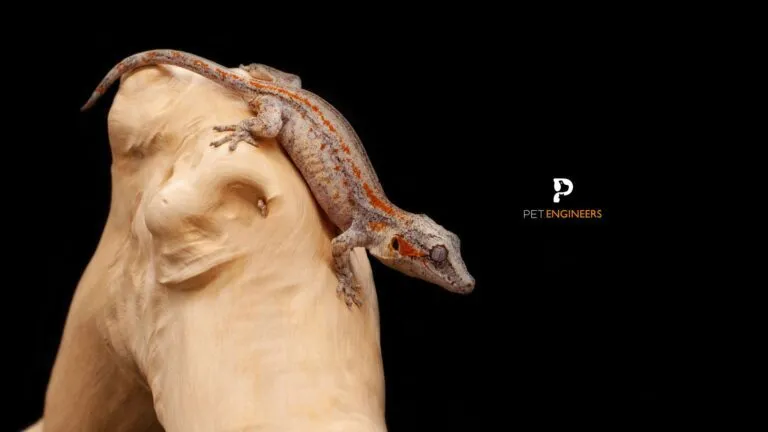 20471 tokay gecko habitat