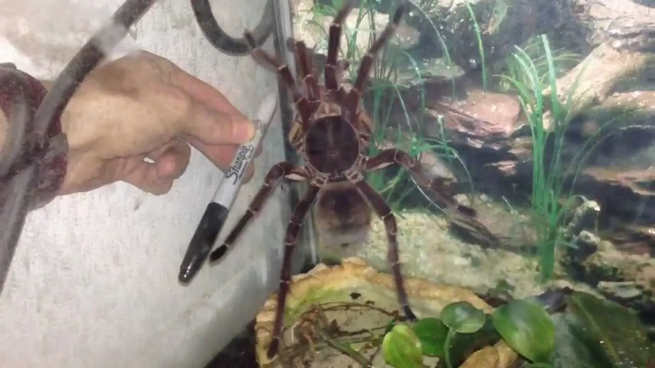 20472 goliath birdeater captive
