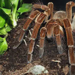 /img/20472-goliath-birdeater-close-up.webp