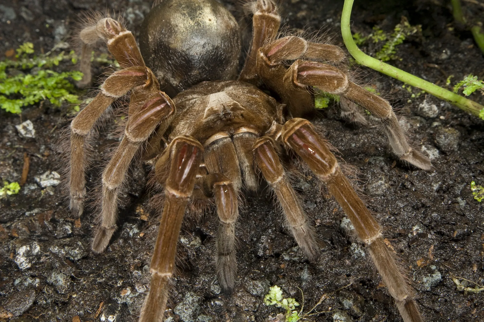 20472 goliath birdeater feeding