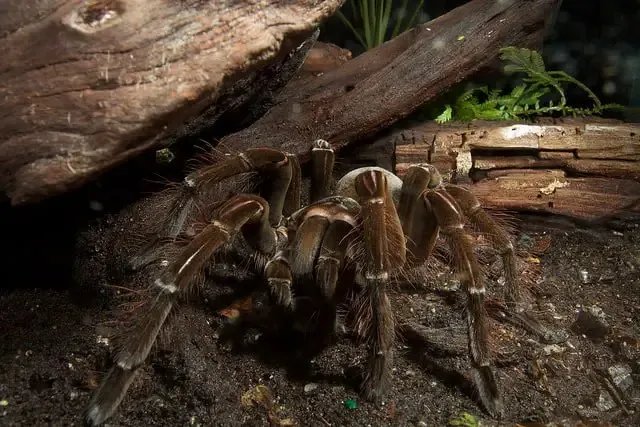 20472 goliath birdeater tarantula image 2
