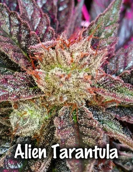 20473 tarantula genetics certification