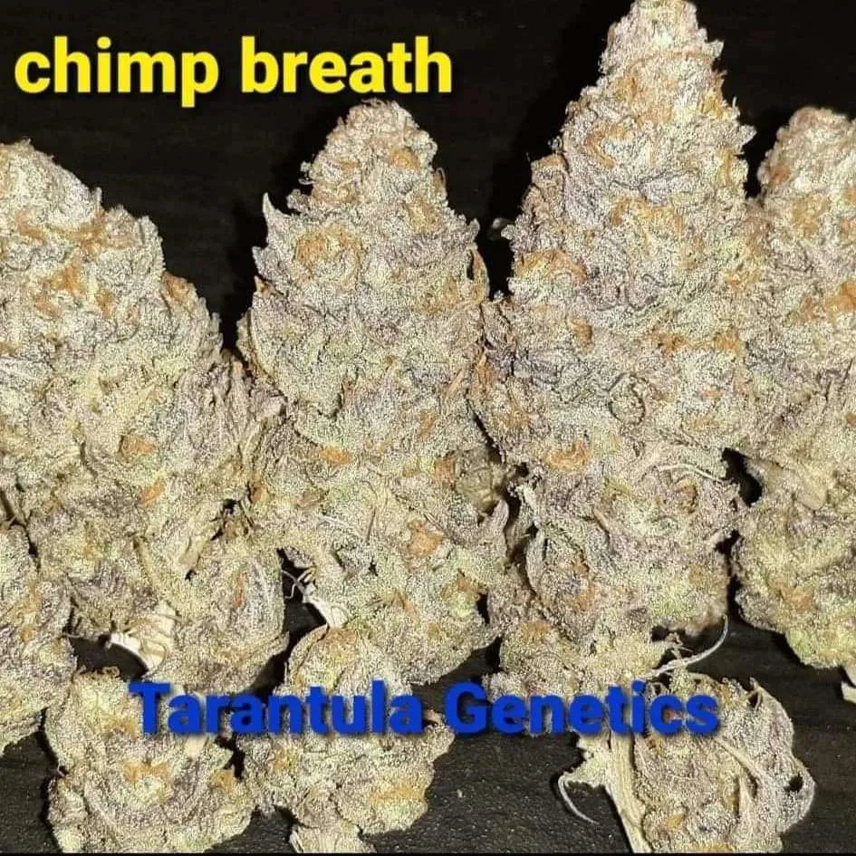 20473 tarantula local supplier