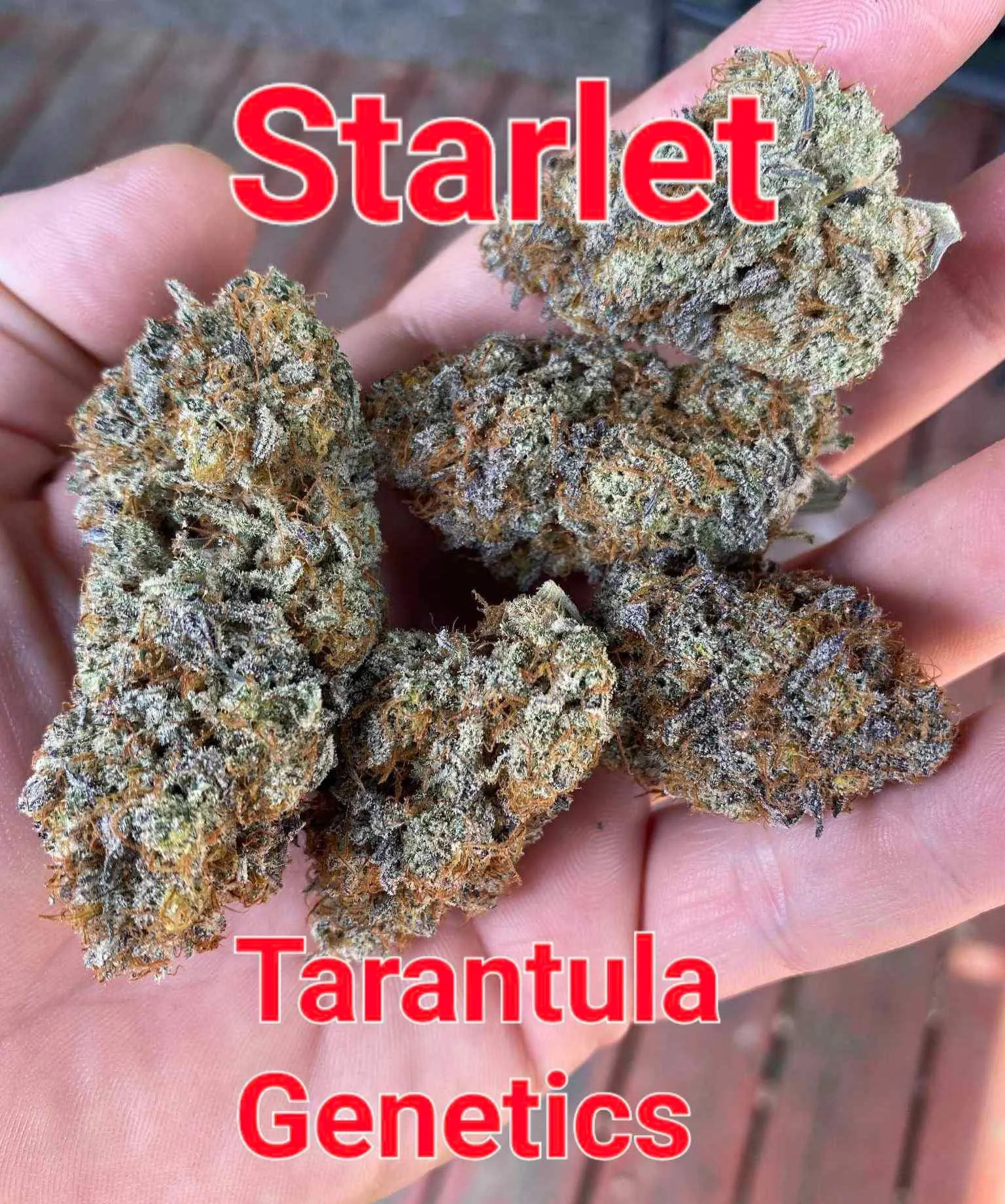 20473 tarantula seed bank