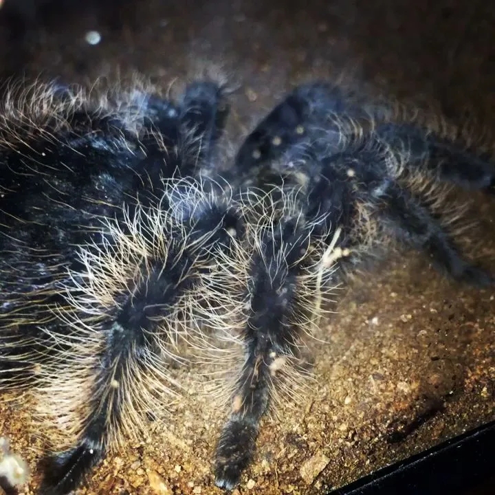 20478 tarantula feeding