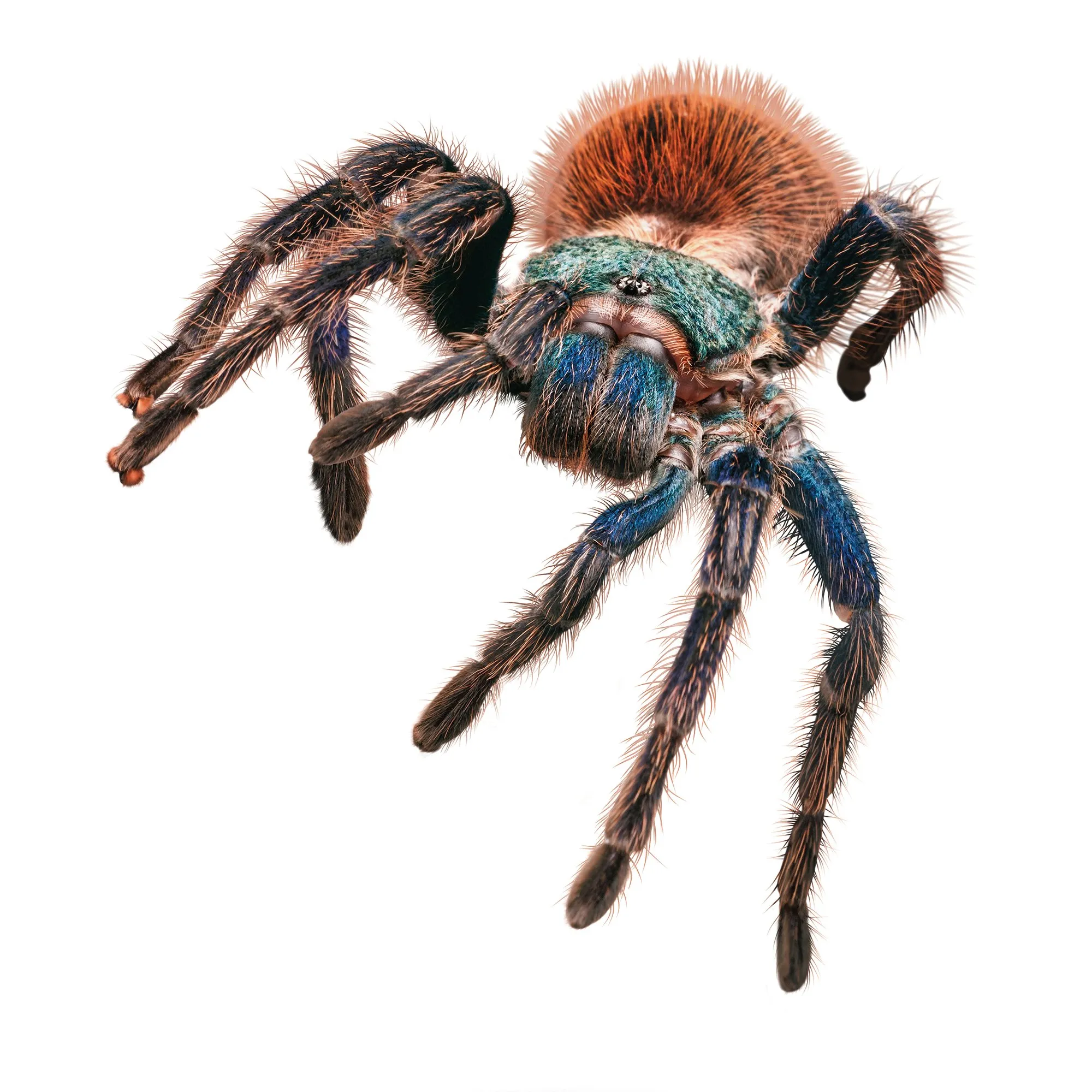 /img/20478-tarantula-handling.webp