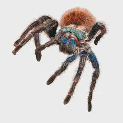 /img/20478-tarantula-handling.webp