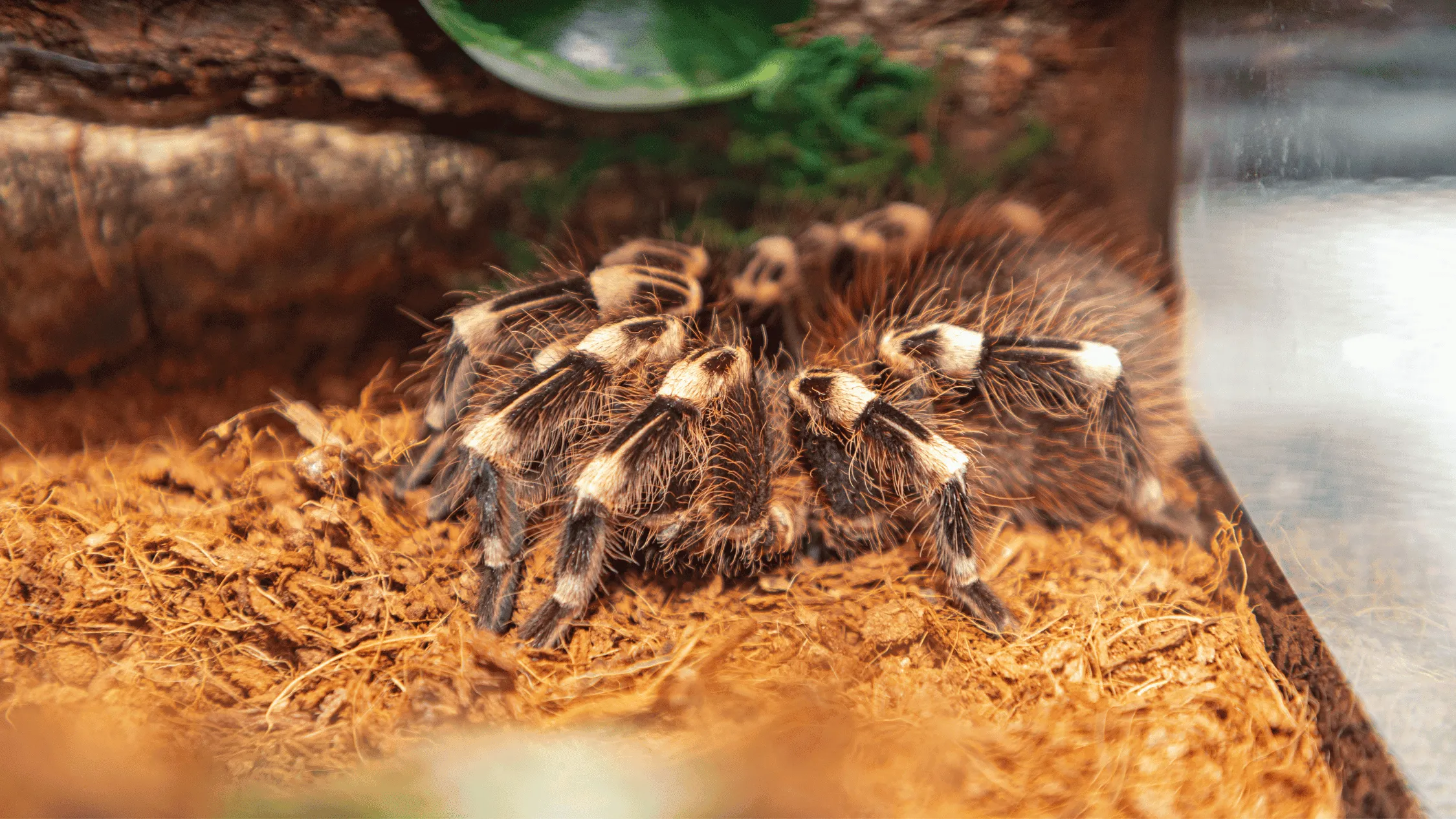 20478 tarantula health appearance
