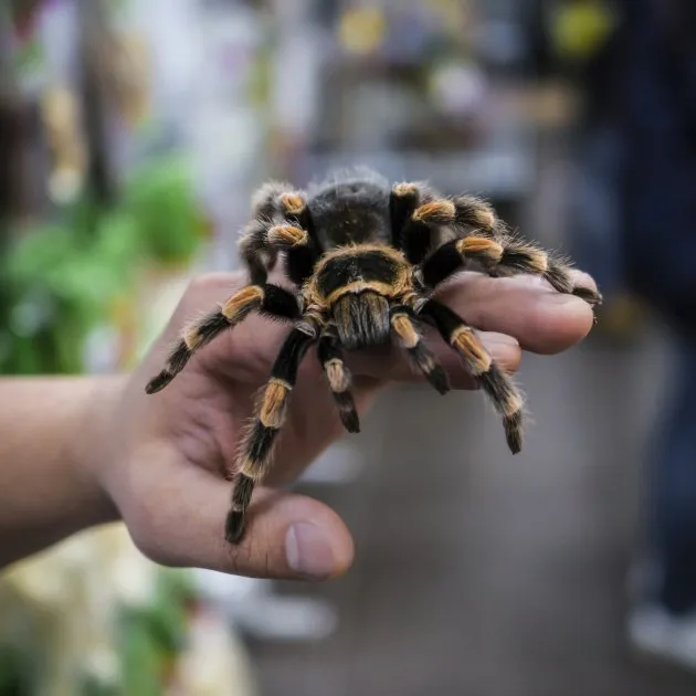 20478 tarantula local stores