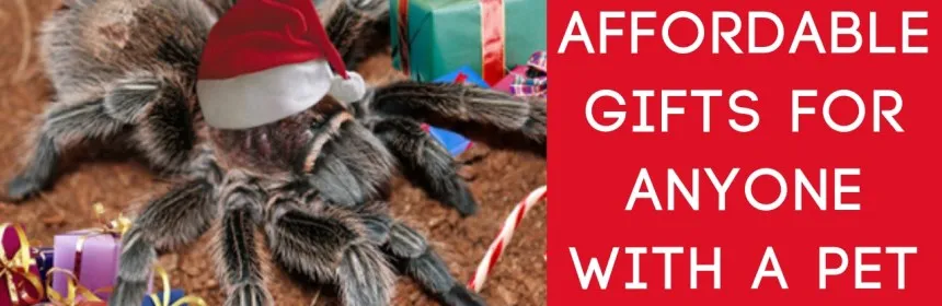 20478 tarantula species research