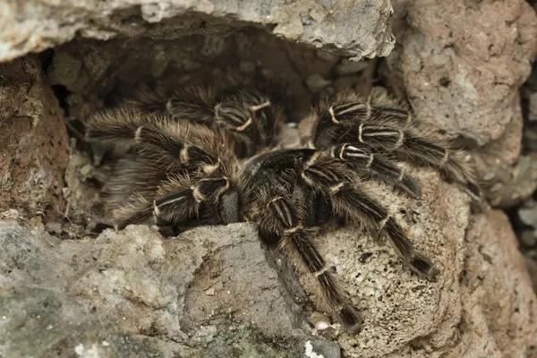 20480 crickets for tarantulas