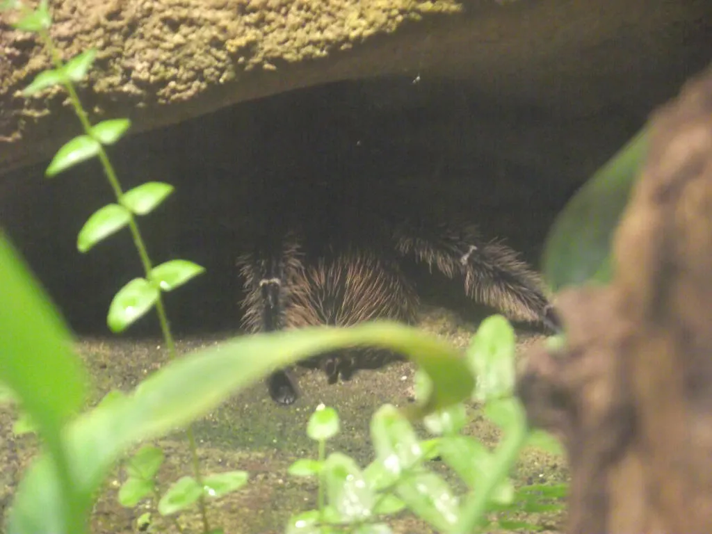 20480 healthy tarantula