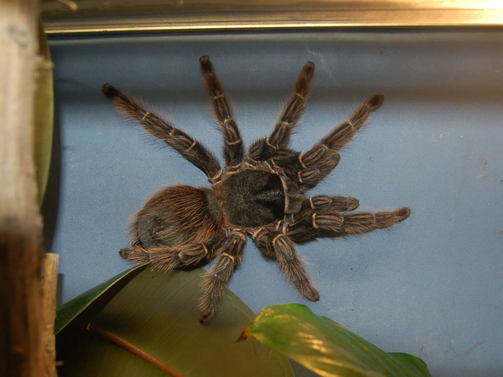 20480 tarantula molting